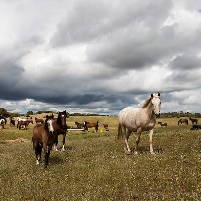 a herd of cattle standing on top of a grass covered field