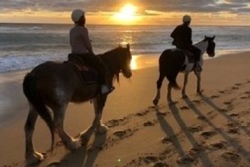 a dog riding on top of a sandy beach next to the ocean