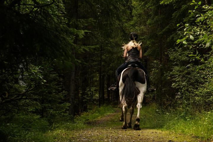 a horse standing in a forest