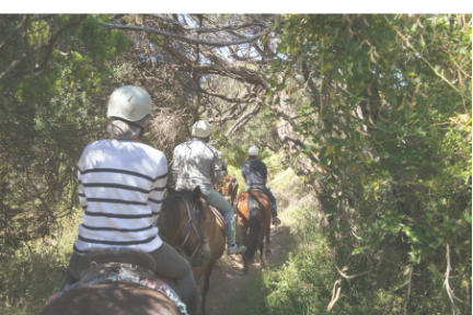 a man riding a horse in a forest