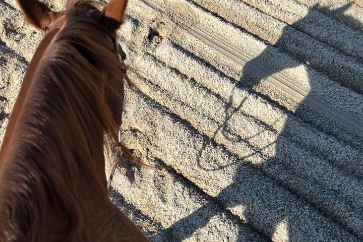 a close up of a horse